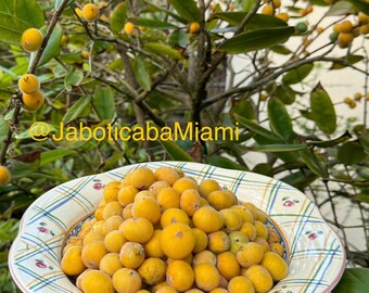 Jaboticaba Myrciaria glazioviana Yellow 10 Seeds