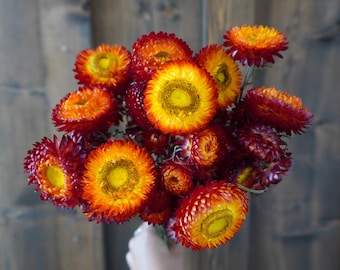 Ramo de flores de paja secas de color rojo cobre
