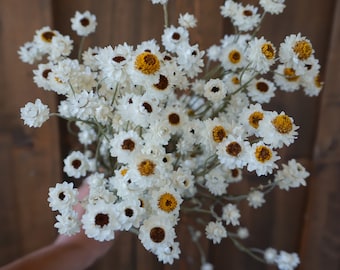 Dried Ammobium Bouquet