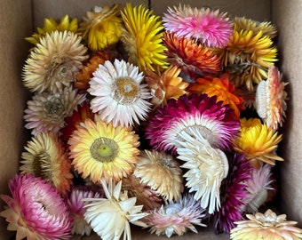 Loose mixed box of 50 Strawflower heads
