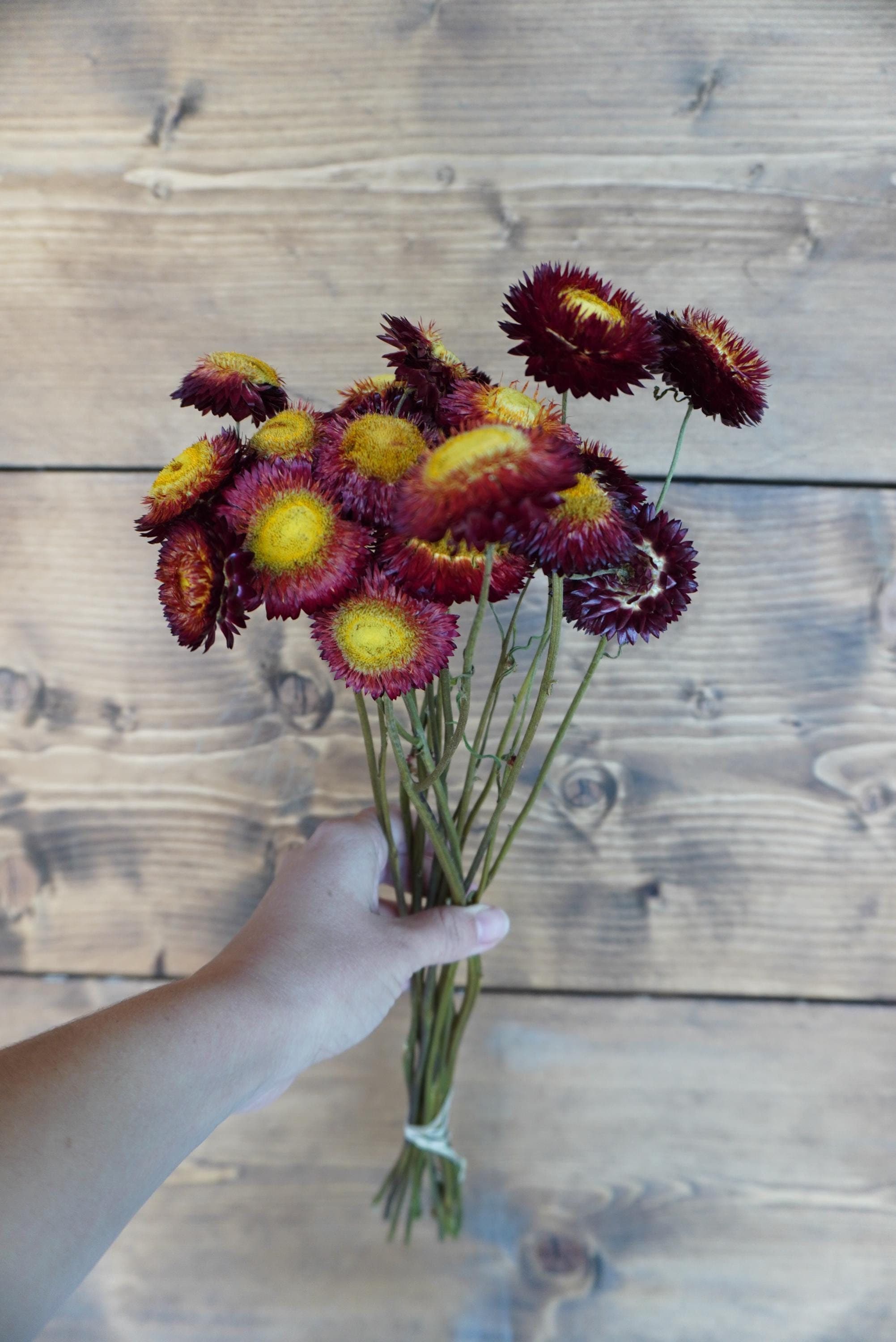Dried Red Strawflower Bouquet