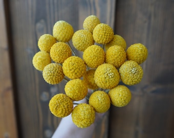 Ramo de Craspedia seca