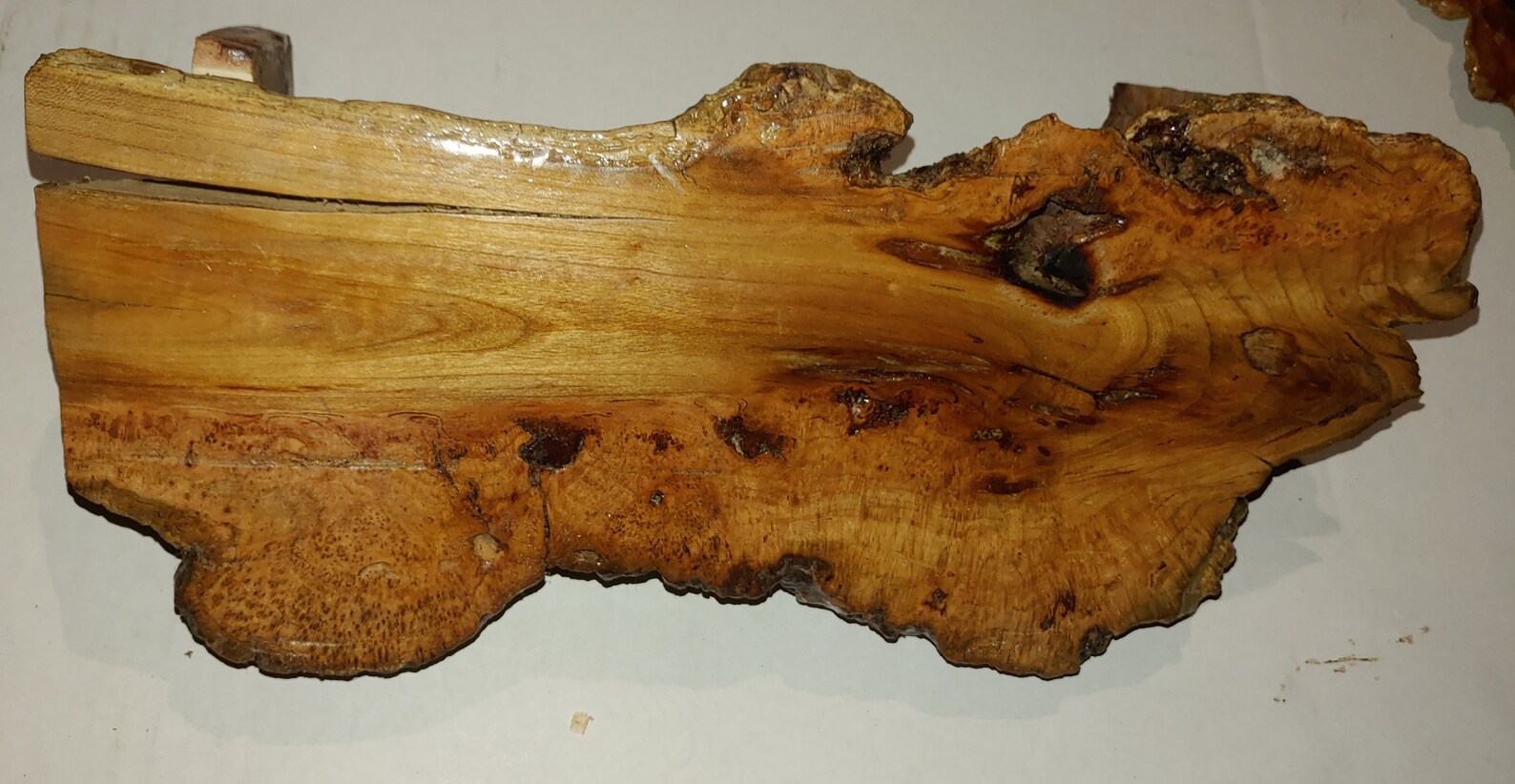 Live edge wood burl wall decor Etsy