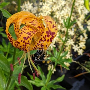 Lilium humboldtii ocellatum - 10 seeds