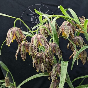 Fritillaria affinis: 15 seeds