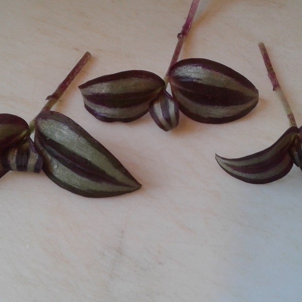 Tradescantia zebrina, Wandering jew house plant cuttings, rooted cuttings, 4" pot