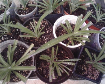 Spider plant, green, rare unvariegated