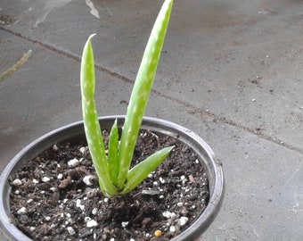 Baby Aloe Vera Plant Etsy