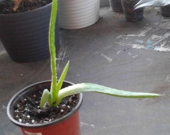 Baby Aloe Vera Plant Etsy