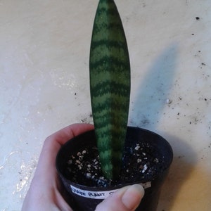 Sansevieria, Snake plant cuttings, mother-in-law's tongue, Trifasciata all green