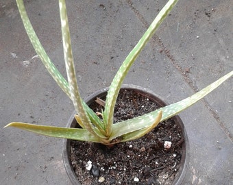 Baby Aloe Vera Plant Etsy