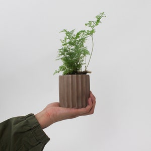 May include: A small, green fern plant in a brown, ribbed ceramic pot. The pot is held in a person's hand against a white background. The fern has delicate, feathery leaves, and the pot has a cylindrical shape.