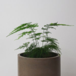 Round Minimalist  Basic Pot Large 5&quot; Neutral Colors | Handmade Concrete Non-Toxic | Mindful Cements