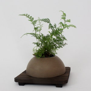 May include: A small green fern plant in a brown ceramic pot with a rounded shape. The pot is sitting on a dark brown wooden stand with a rectangular shape.