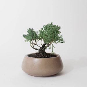 May include: A small green juniper bonsai tree in a brown ceramic pot. The tree has several branches and is growing in a natural style.