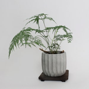 May include: A green fern plant in a gray concrete pot with a wood base. The pot has a textured, ribbed design.