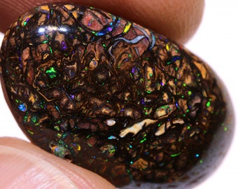 May include: A polished, oval-shaped opal with a dark brown base color. The stone displays a complex pattern of iridescent colors, including green, blue, and gold, creating a striking visual effect. The opal is held between fingers.