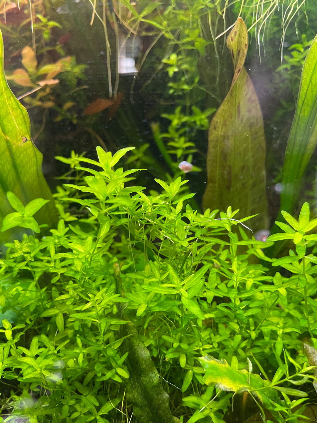 Pearl Weed Aquarium Plant Etsy