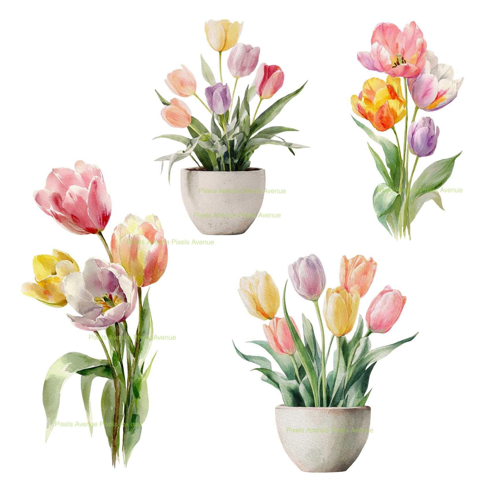 Watercolor Tulip Clip Art, Spring Flowers PNG, Botanical Floral ...