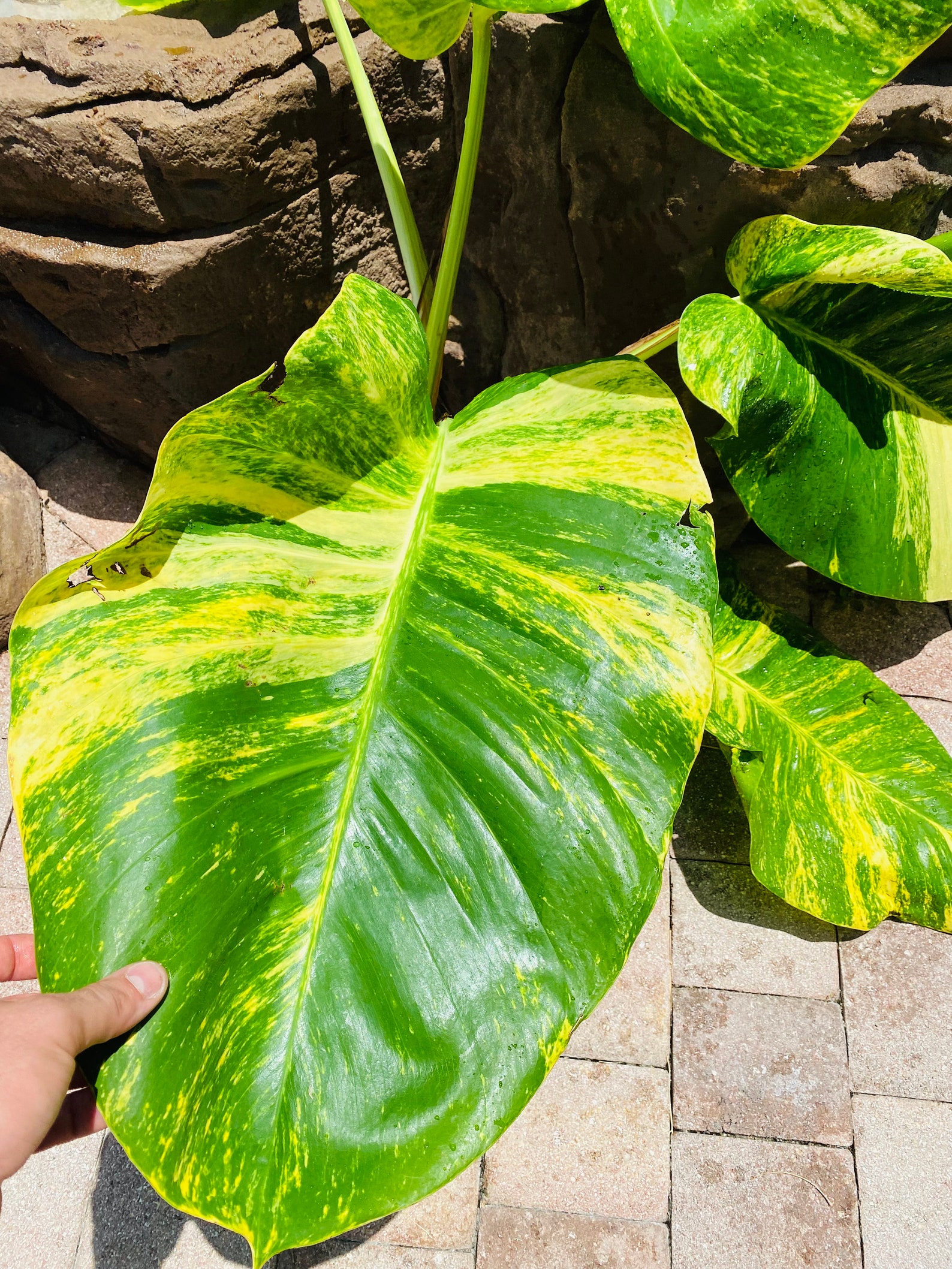 Hawaiian Vs Golden Pothos