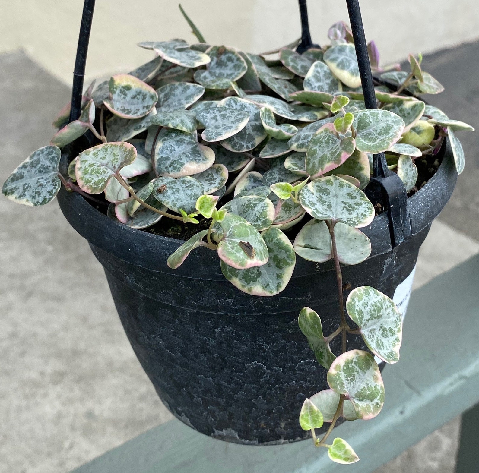 Variegated String of Hearts Succulent Plant Ceropegia Woodii Etsy