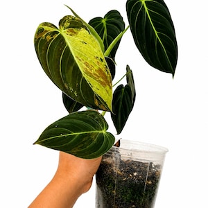 bloomed snake plant Sansevieria Moonshine Snake Plant