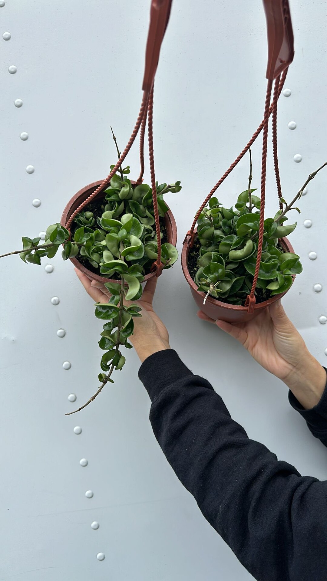 Hoya Hindu Rope 6 - Etsy