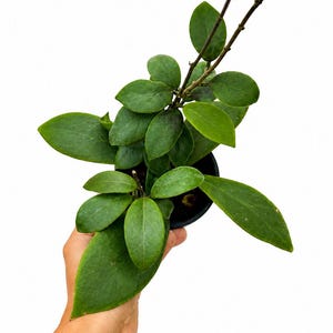 May include: A potted Hoya plant with vibrant green, oval-shaped leaves. The plant is held in a black pot, and a hand is visible. The plant has a dark brown stem and is set against a white background.