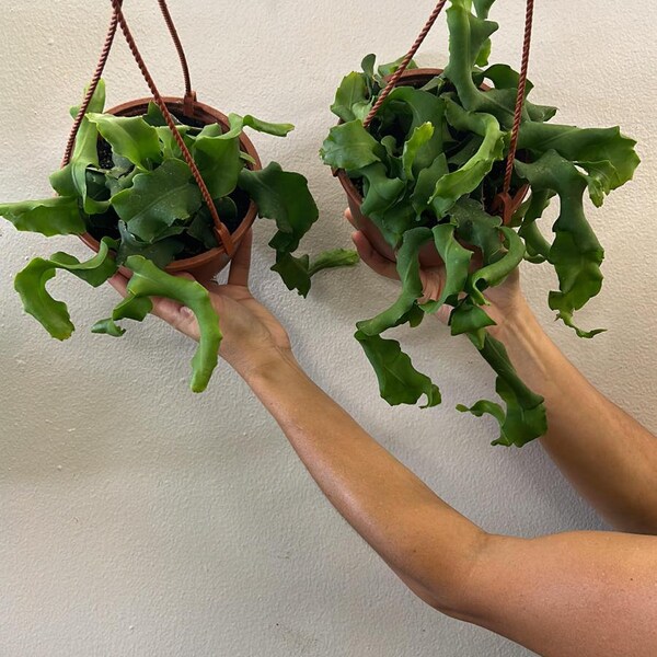 Ric Rac Cactus - Etsy