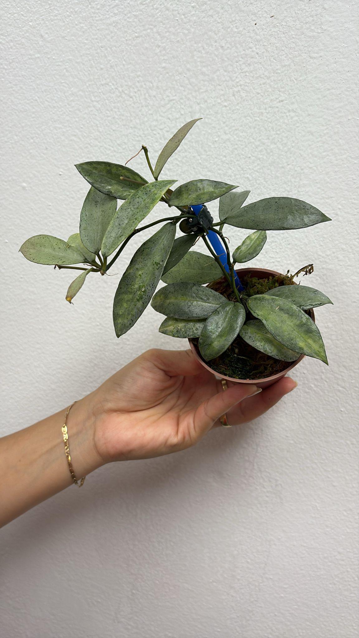 Hoya Lacunosa winter pandora 3” exactly one