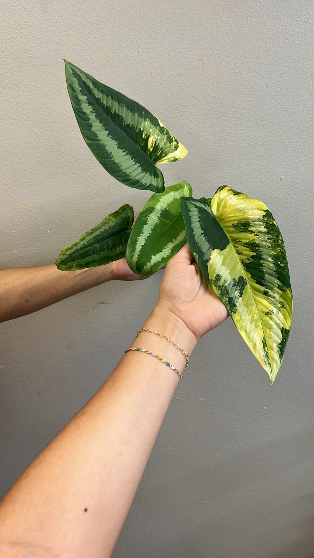 Schismatoglottis Wallichii Variegata 4 - Etsy