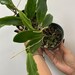 see more listings in the Hoya Rare Plants  section