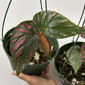 Begonia brevirimosa 6 image 1