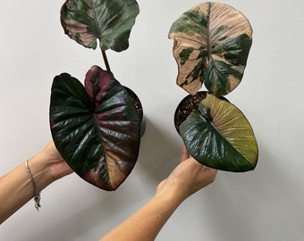 Alocasia serendipity variegated 3”