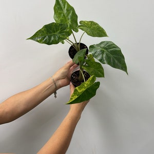 Alocasia portadora variegated 3”