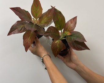 Aglaonema red vine 4”