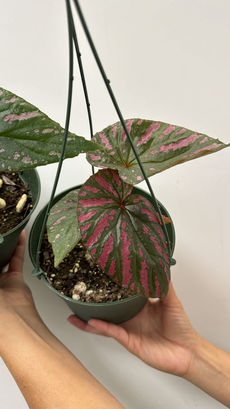 Begonia brevirimosa 6 image 3