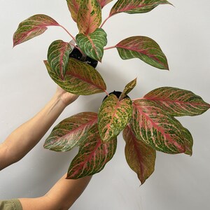 Aglaonema sexy lia 4”