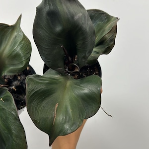 Philodendron Red Heart 4”