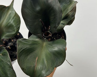Philodendron Red Heart 4”
