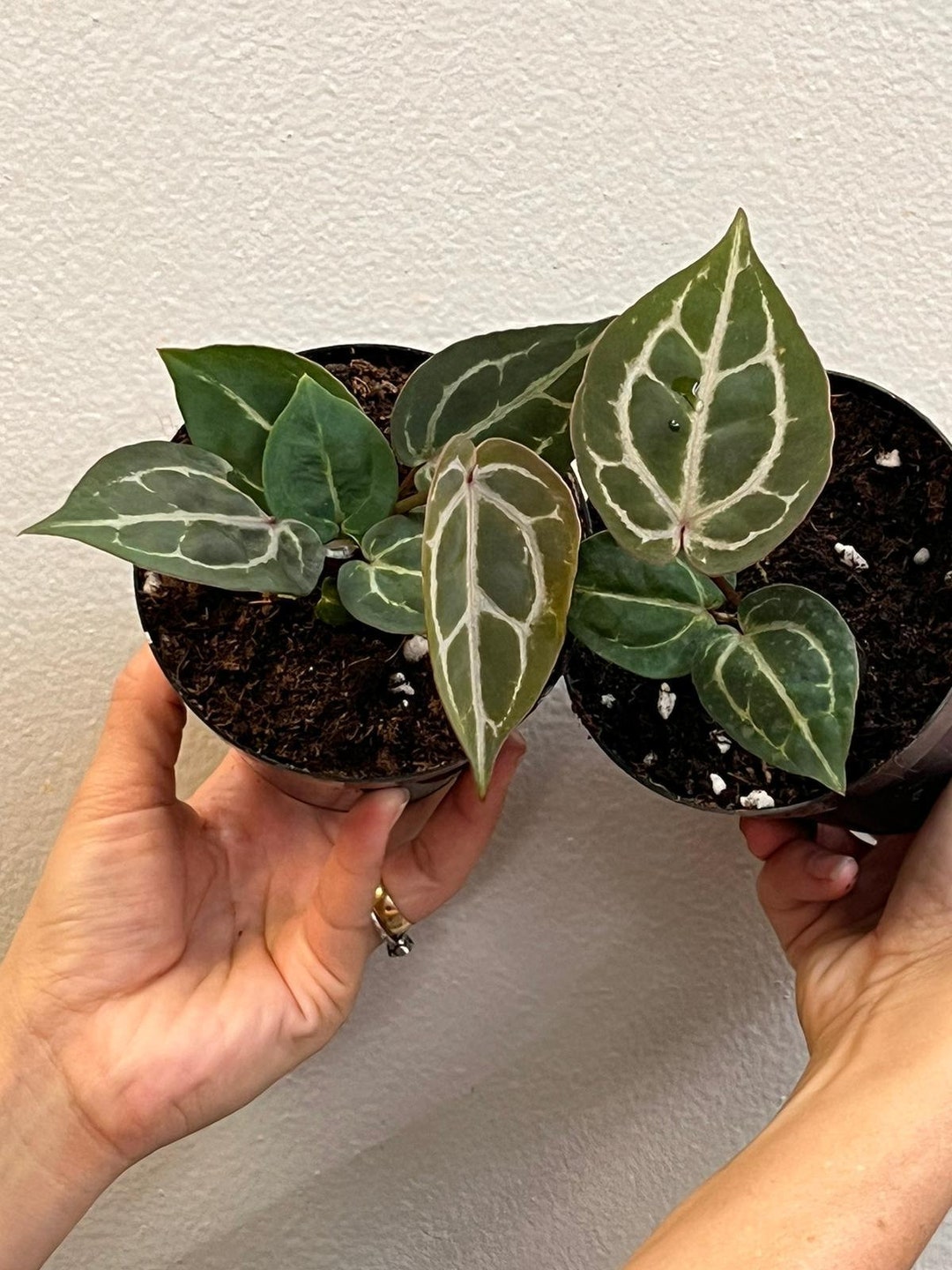 Anthurium Michelle X Zara 4 Etsy