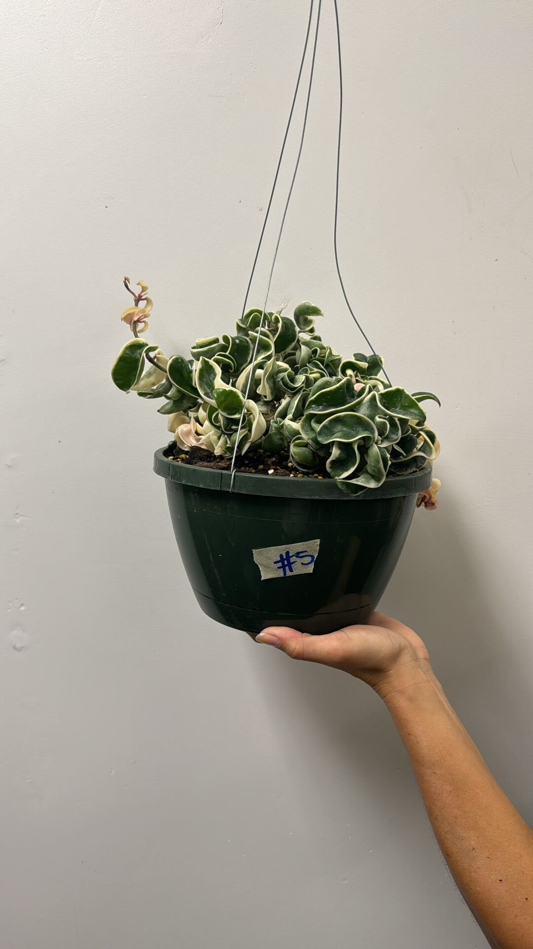 Hoya Hindu Rope Variegated 8 5 - Etsy