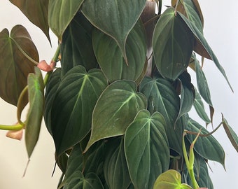 Philodendron micans 3GL