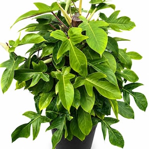 Philodendron Squamiferum - Etsy