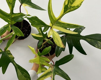 Philodendron Florida beauty 4”