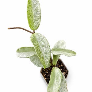 rocks for succulents Split Rock Succulent 'Pleiospilos nelii' mesembs 4