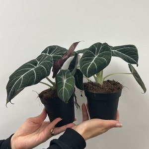 Alocasia black velvet 4”