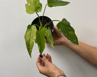 Philodendron radiatum variegated 4”