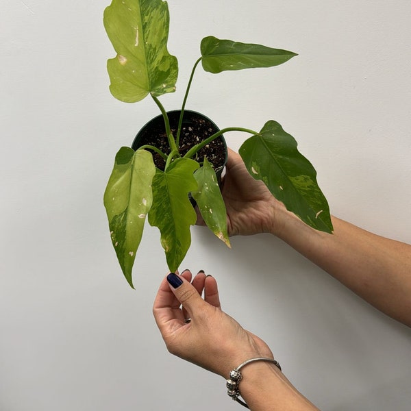 Philodendron radiatum variegated 4”