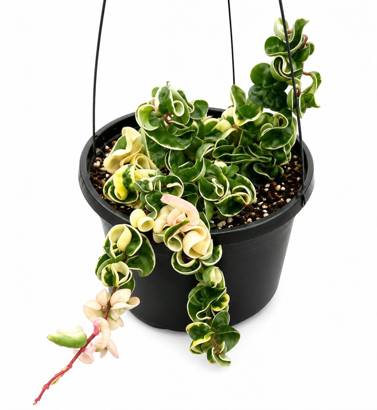 Hoya Hindu Rope Variegated 8” Pot – Live Plant - Etsy